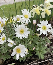 Balkansippa ´White Splendour´