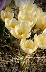 Krokus ´Cream Beauty´