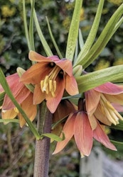 Fritillaria ´Early Fantasy´