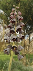 Frittilaria ´persica´
