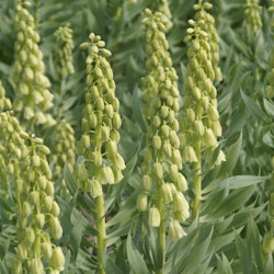 Frittilaria ´Ivory Bells´