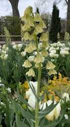 Frittilaria ´Ivory Bells´