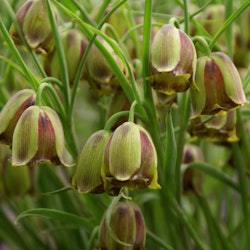 Fritillaria acmopetala