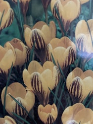 Krokus Fuscotinctus