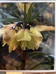 Fritillaria ’Helena’