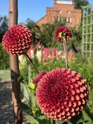 Dahlia ´Copper Boy´