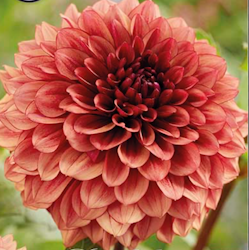 Dahlia ´Jowey Merel´