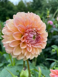 Dahlia ´Natalie G´