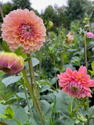 Dahlia ´Natalie G´