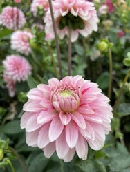 Dahlia ´Strawberry Cream´