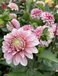 Dahlia ´Strawberry Cream´