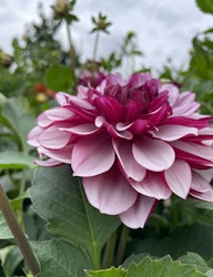 Dahlia ´Creme de Cassis´