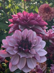 Dahlia ´Creme de Cassis´