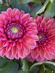 Dahlia ´Daisy Duke´
