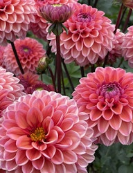 Dahlia ´Daisy Duke´