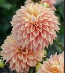 Dahlia ´Kick Off´