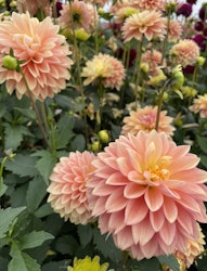 Dahlia ´Kick Off´