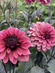 Dahlia ´Night Silence´