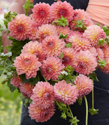 Dahlia ´Hillcrest Suffusion´