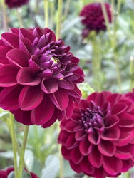 Dahlia ´Gipsy Night´