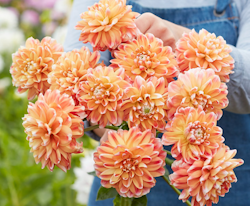 Dahlia ´Hapet Harmony´