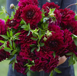 Dahlia ´Admiral Rawlings´