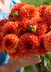 Dahlia ´American Sunset´