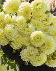 Dahlia ´Banana Baby´