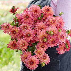 Dahlia ´Bellfloor´
