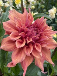 Dahlia ´Belle of Barmera´