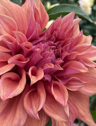 Dahlia ´Belle of Barmera´
