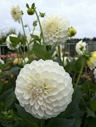 Dahlia ´Boom Boom White´