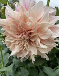 Dahlia ´Café au Lait´
