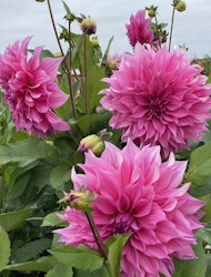 Dahlia ´Café au Lait Rose´