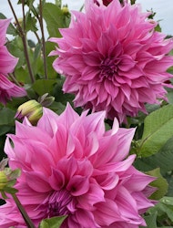 Dahlia ´Café au Lait Rose´