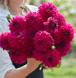 Dahlia ´Candy Time´
