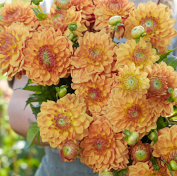 Dahlia ´Caramel´