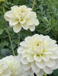 Dahlia ´Caramel Antique´