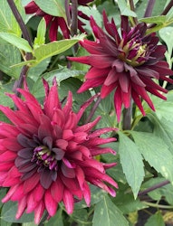 Dahlia ´Chat Noir´