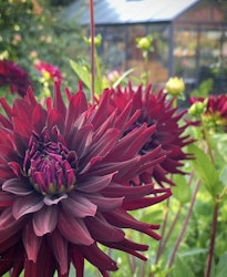Dahlia ´Chat Noir´
