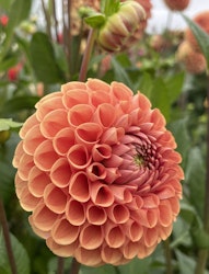 Dahlia ´Cornel Bronze´