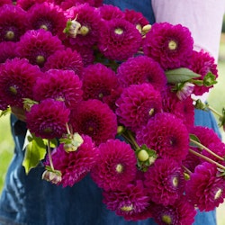Dahlia ´Cryfield Harmony´