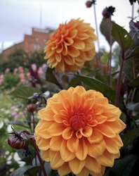 Dahlia ´David Howard´