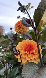 Dahlia ´David Howard´