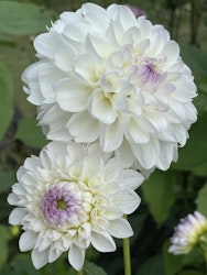 Dahlia ´Eveline´