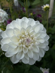 Dahlia ´Eveline´