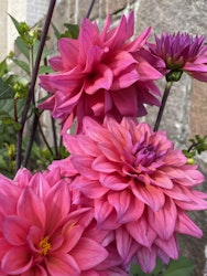 Dahlia ´Feline Yvonne´