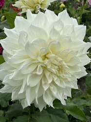 Dahlia `Fleurel ´