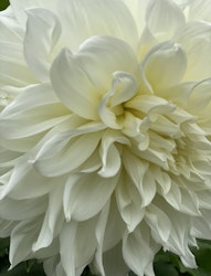Dahlia `Fleurel ´