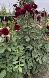 Dahlia ´Karma Naomi´